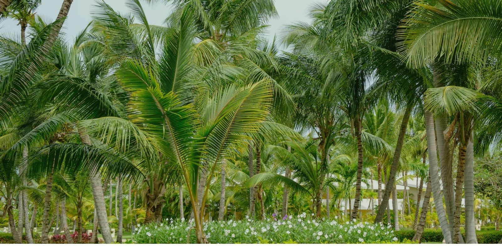 Planting the palm tree