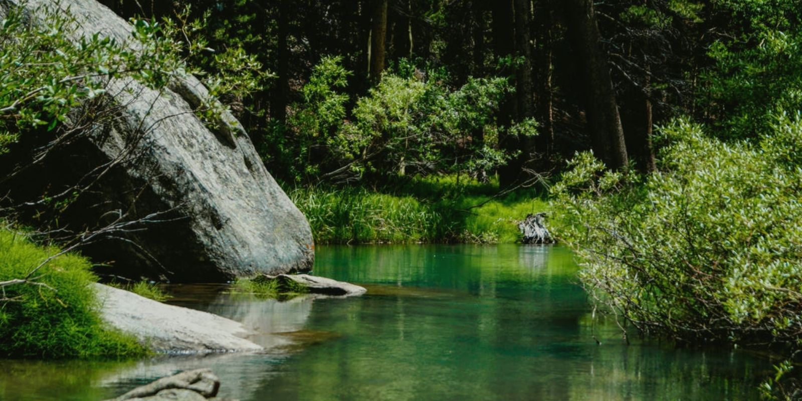 Forest Oasis