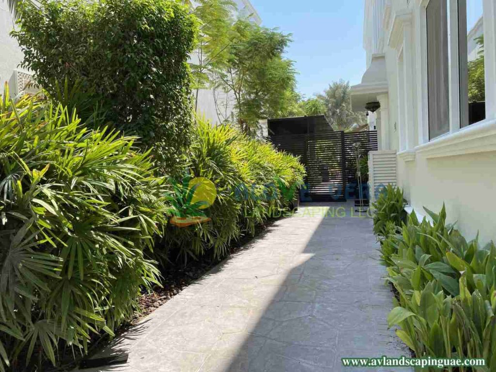 paved walkway surrounded by plants and trees