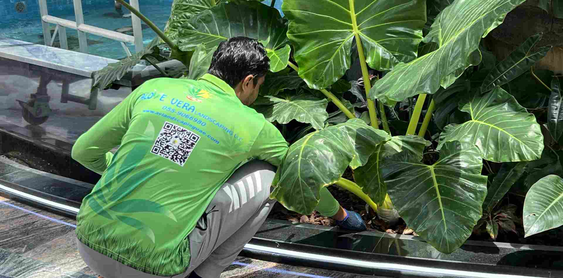 AV Landscaping worker maintaining plants