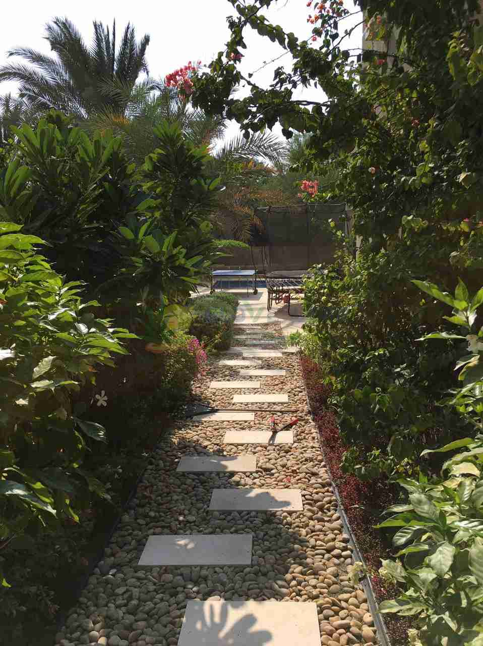 walkway surrounded with plants and trees