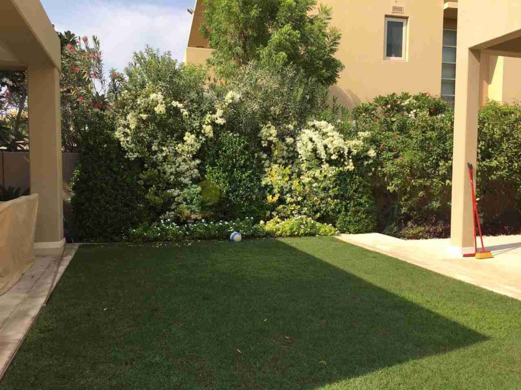 backyard with a small lawn and plants