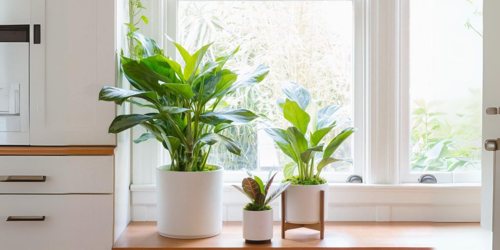 aglaonema plant placed with door window