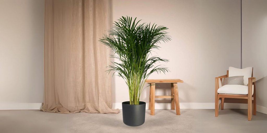 medium sized areca palm tree inside a room