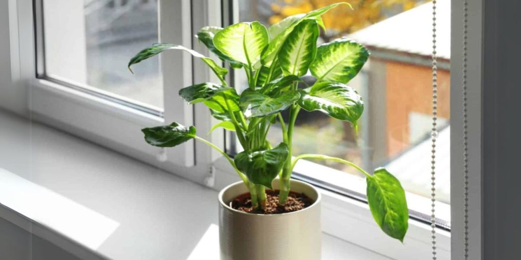 Dieffenbachia placed on a window wall