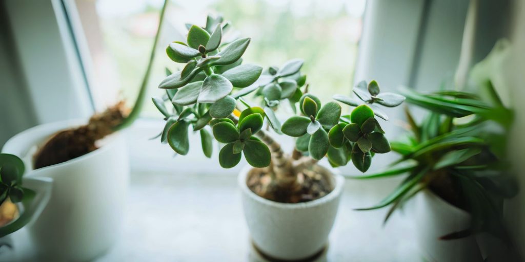 a small sized jade plant with blurred view of a window