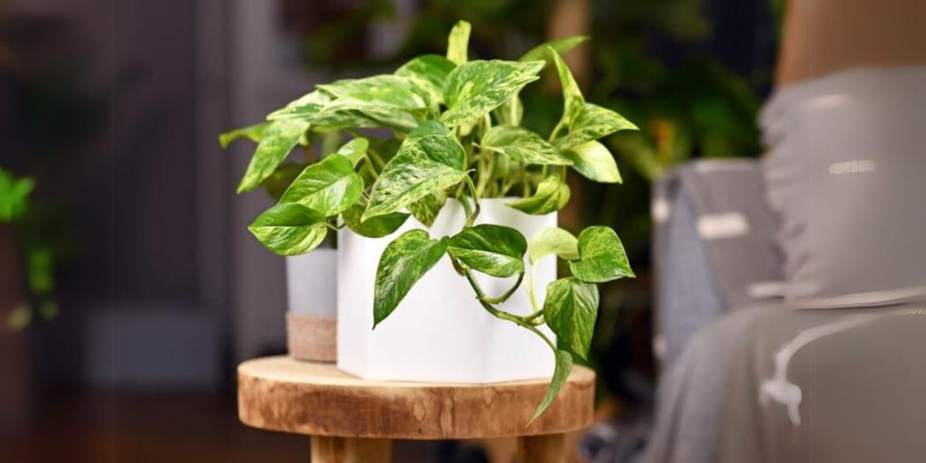 pothos vine in a flower pot with blured background