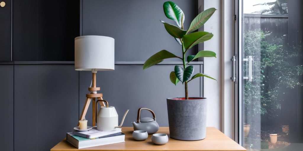 An indoor rubber plant placed on a table with a beautiful view from glass window pane