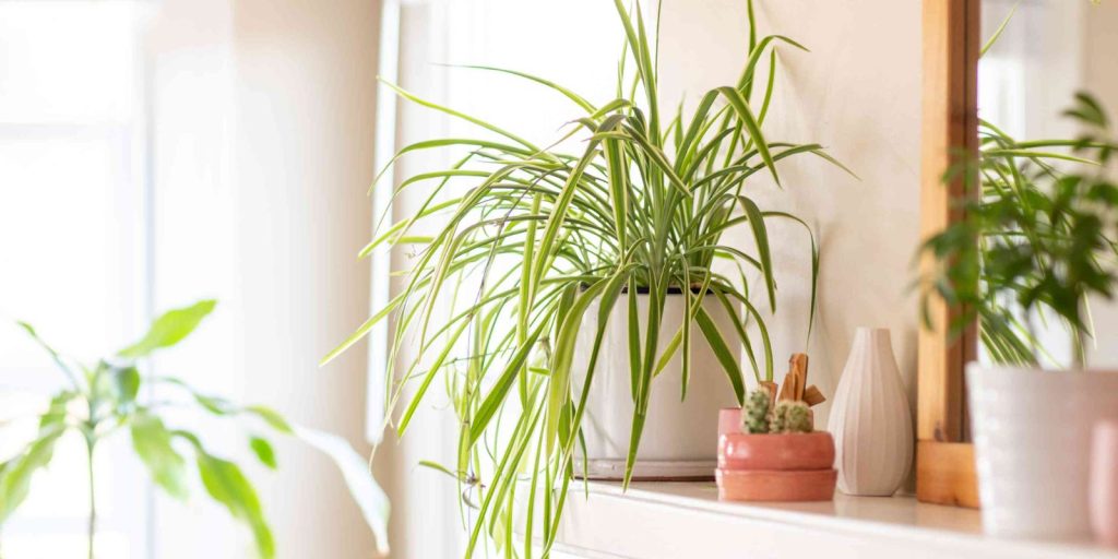 a spider plant decorated on a wall