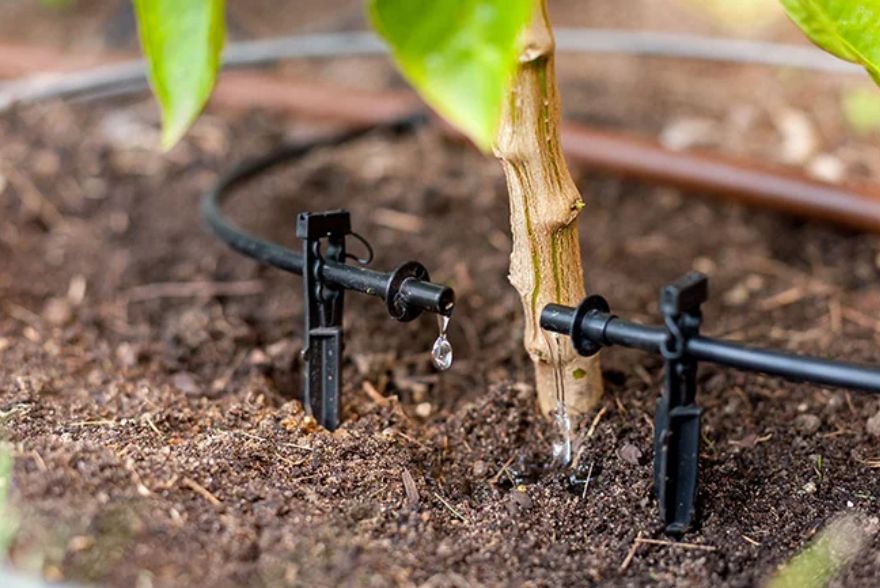 a drop of water dripping in a small sized plant root