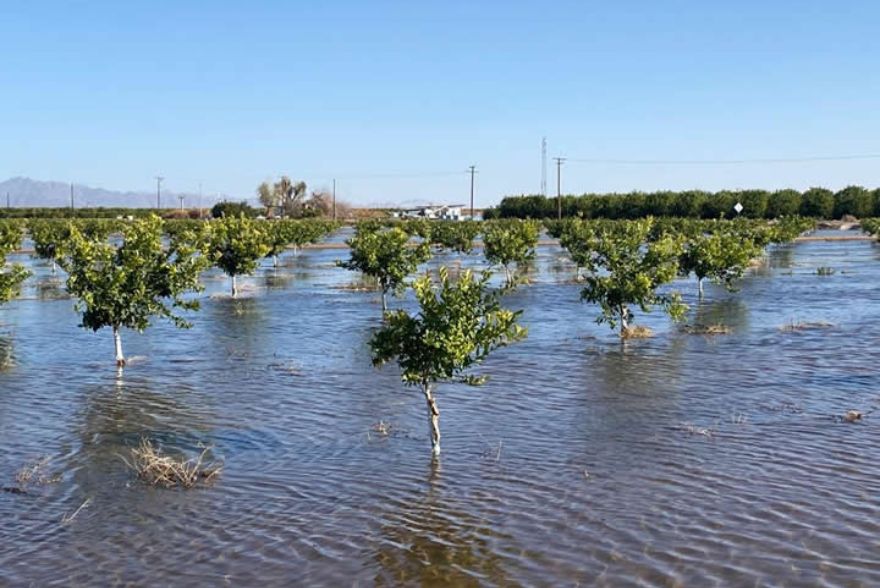 a wide area covered with water and small trees