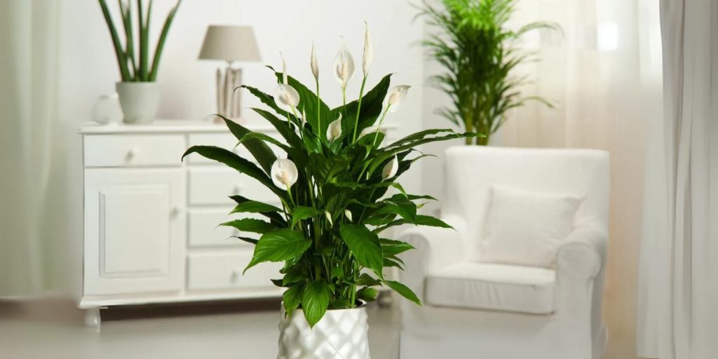 peace lily plant in a clean room with white furniture