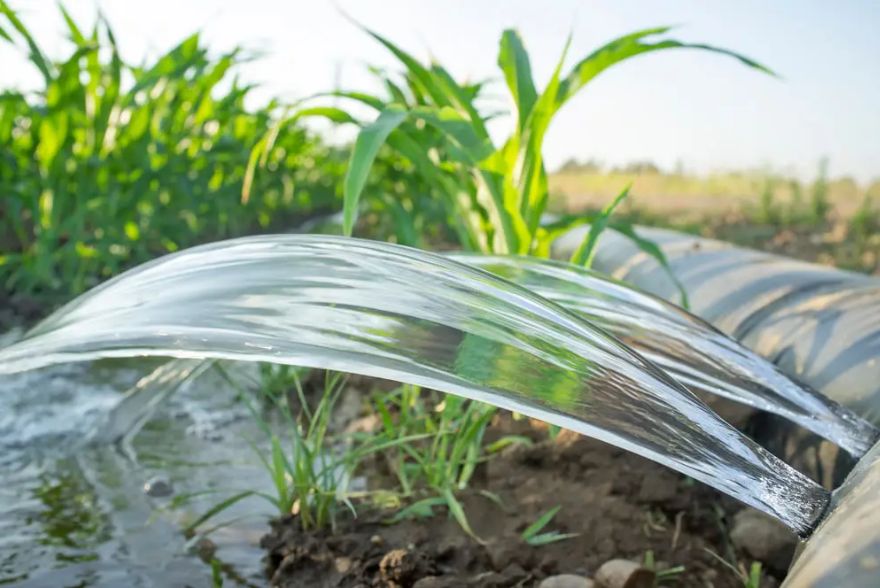 watering grass through surface irrigation