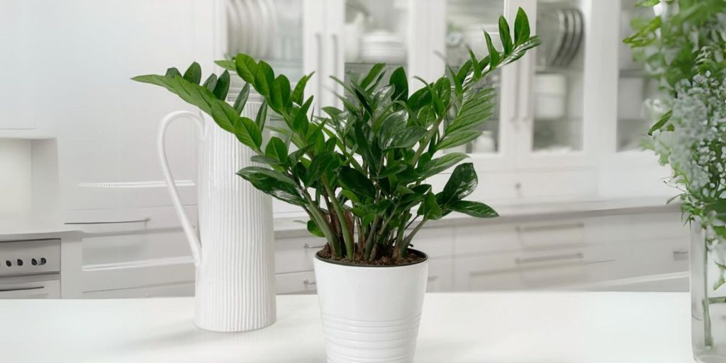 a plant in a white kitchen with clean furniture