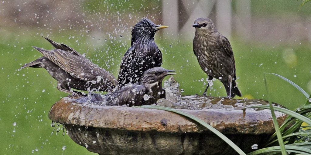 Bird Baths