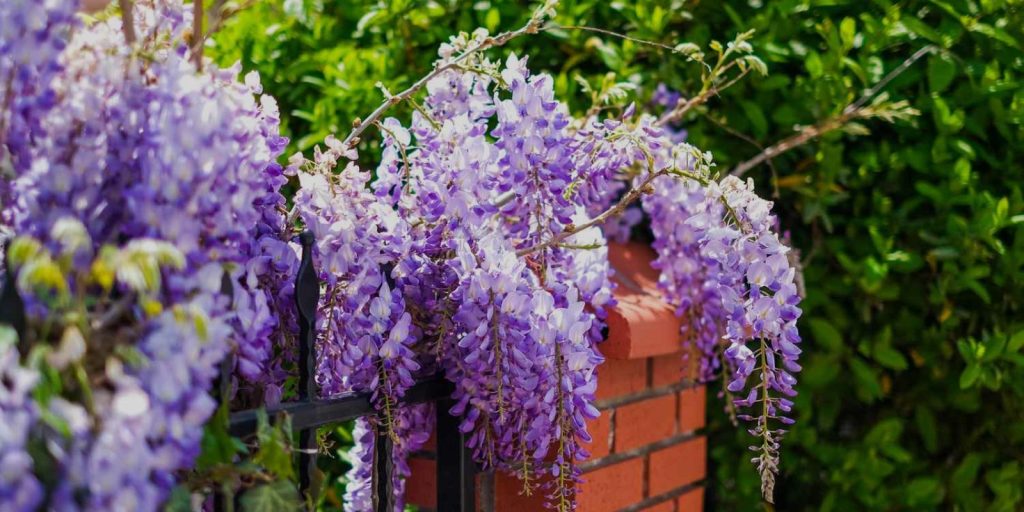 Climbing Plants on Trellis