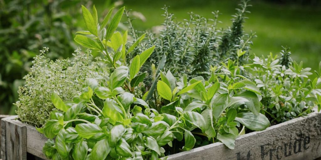 Herb Garden