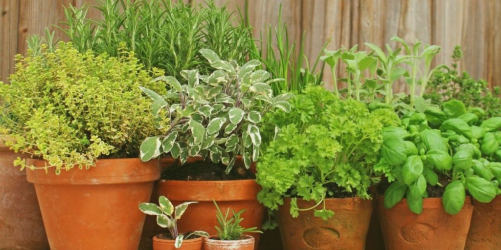 Herbs and small shrubs