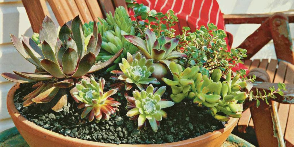 Modern Succulents in Pots