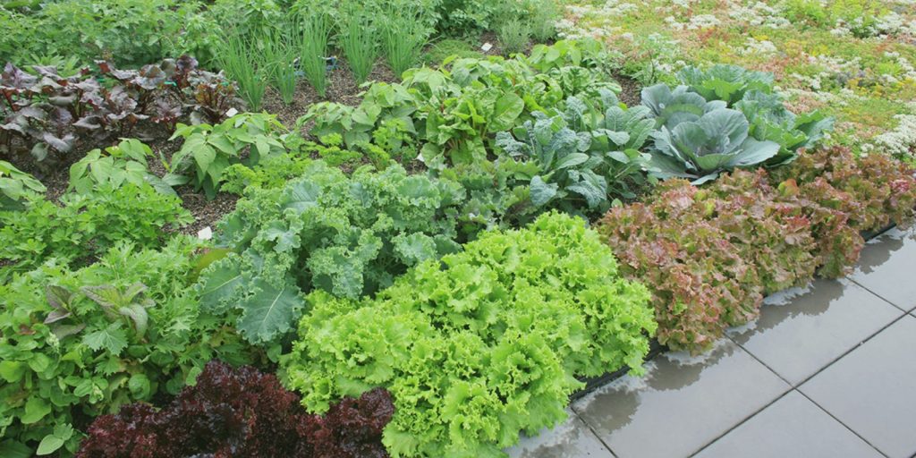 Rooftop Vegetable Garden