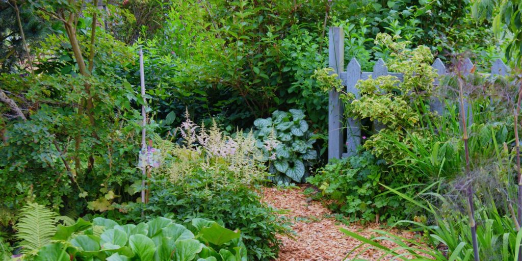 Edible Plants and Herbs