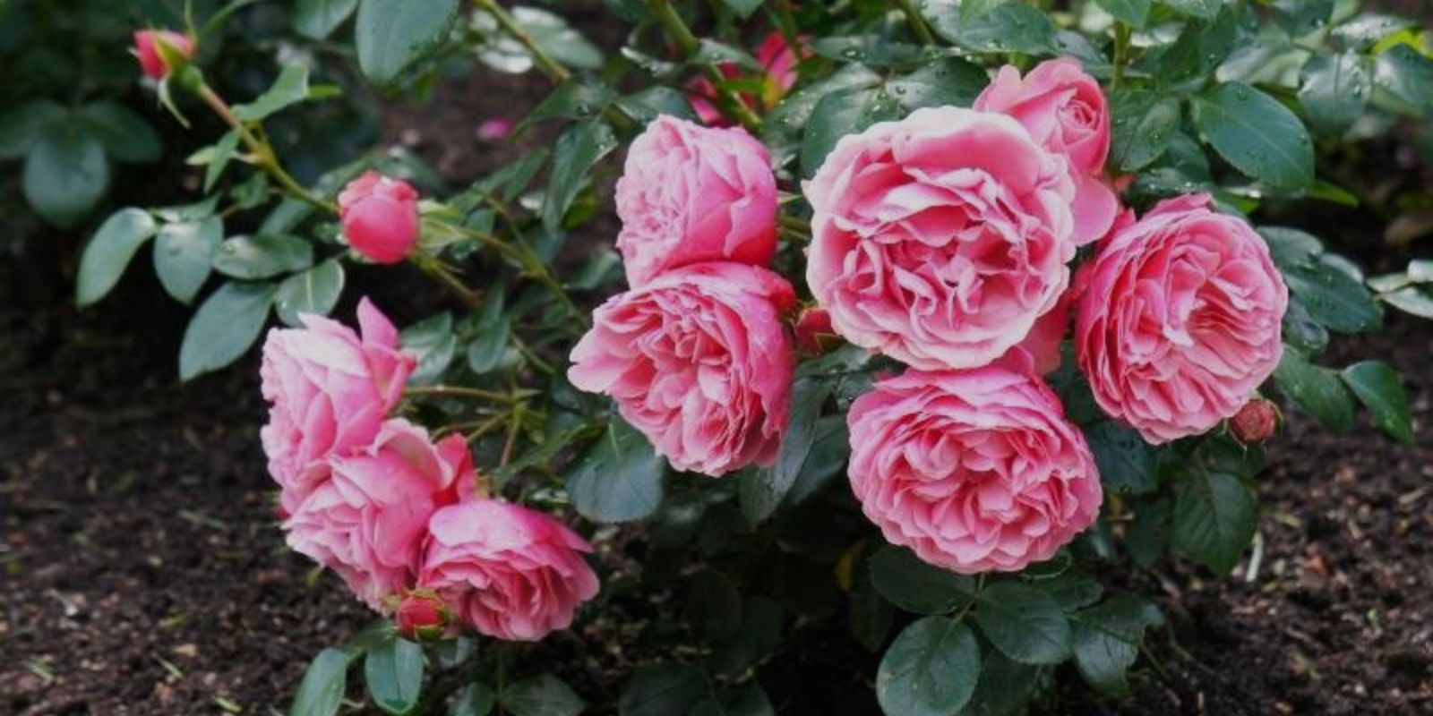 3 Easy Garden Roses Ideas For Growing And Caring | AV Landscaping UAE