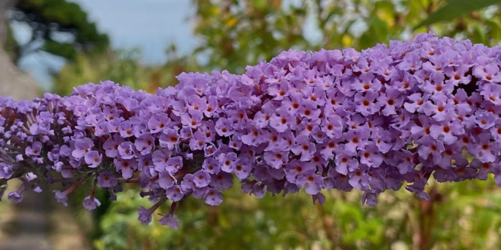 Fragrant Plants