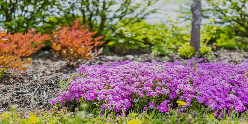 Ground Cover Plants