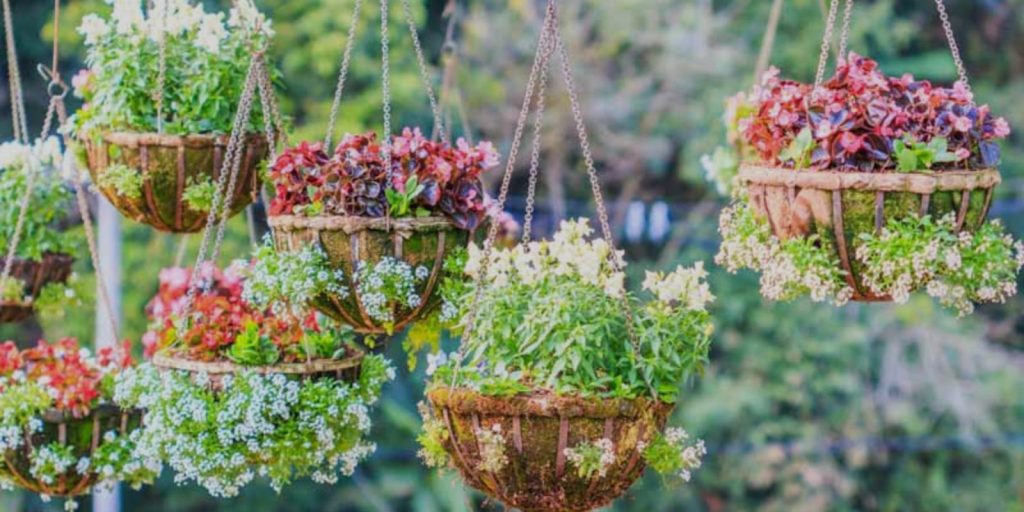 Hanging Plants