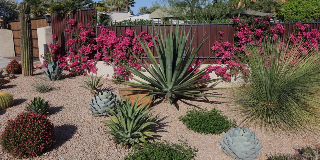 Succulents and Drought-Tolerant Plants