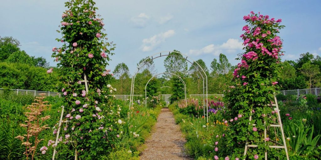 Trellis with Climbing Flowers