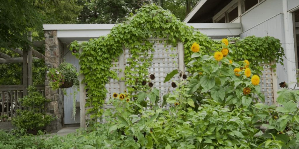 Trellis with Climbing Plants