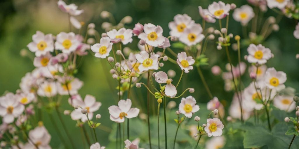 Anemones