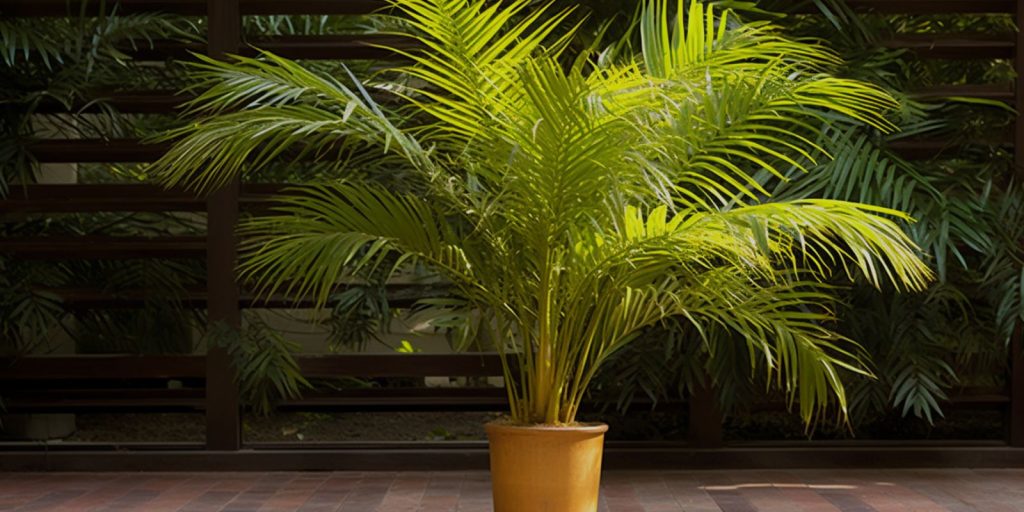 Areca Palm