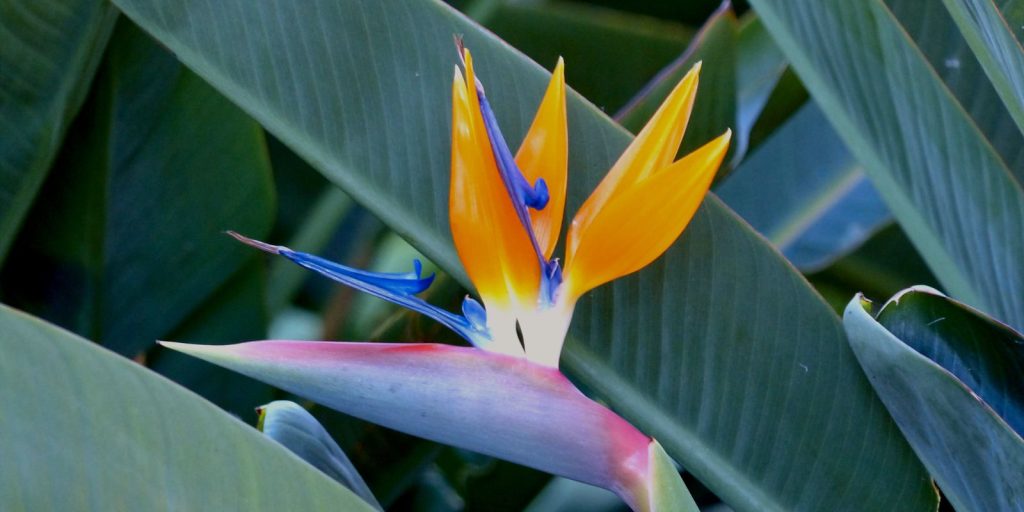 Bird of Paradise