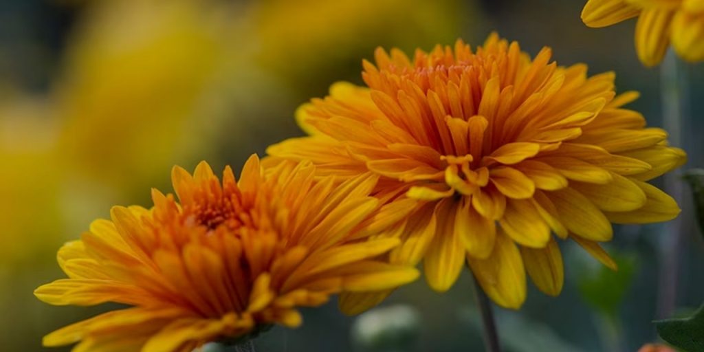 Chrysanthemums