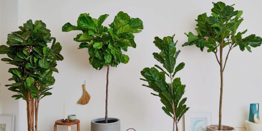 Fiddle Leaf Fig