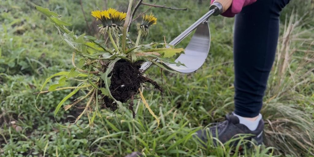 Hand Weeder