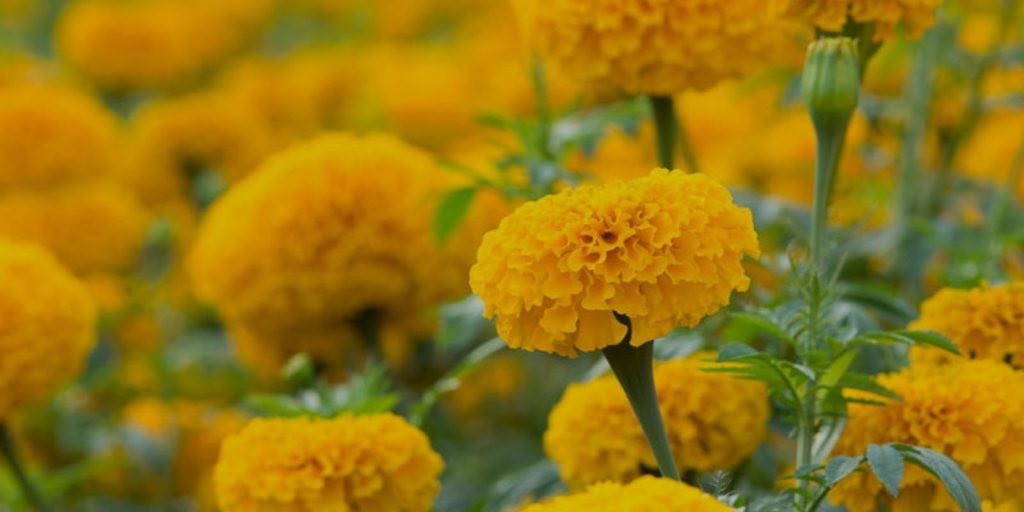 Marigolds