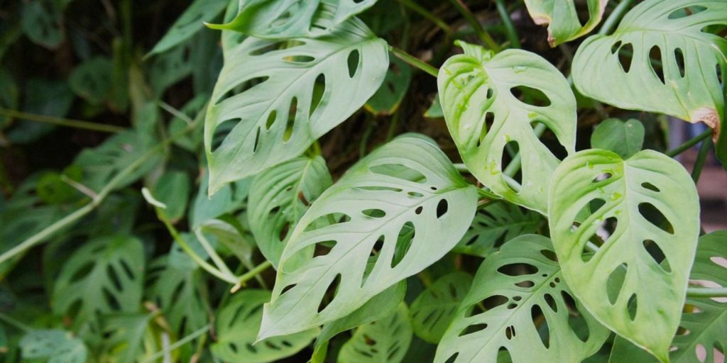 Monstera Deliciosa