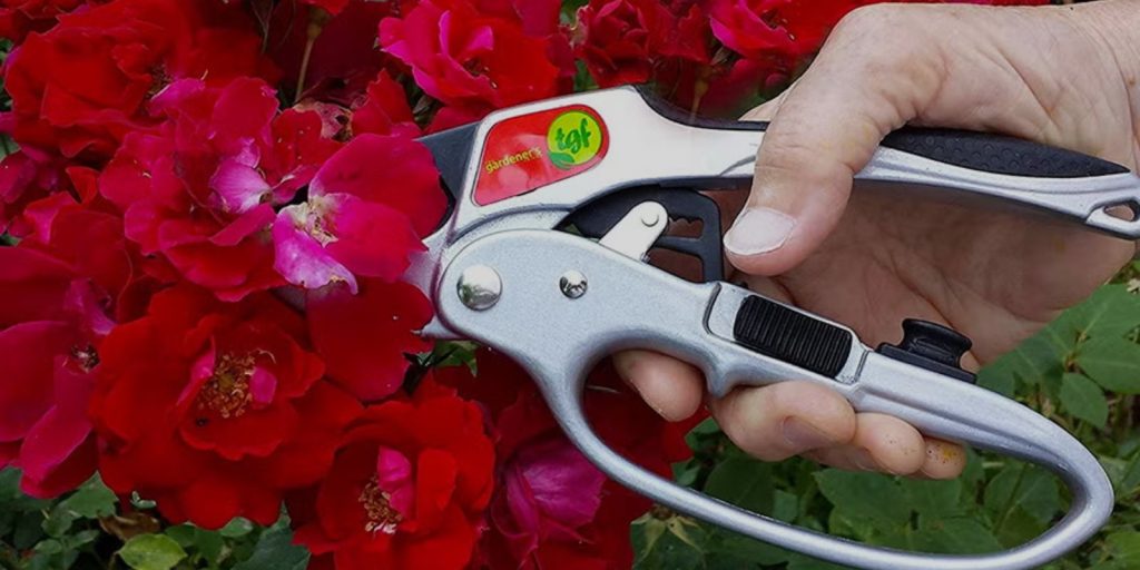 Pruning Shears