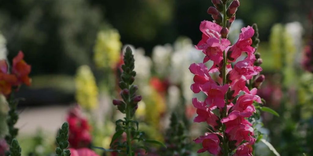 Snapdragons