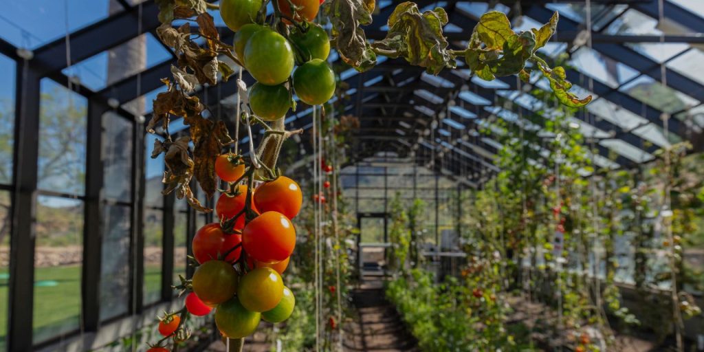 Tomato Cages