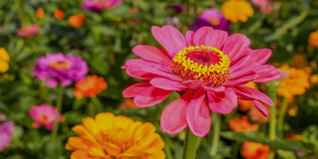 Zinnias