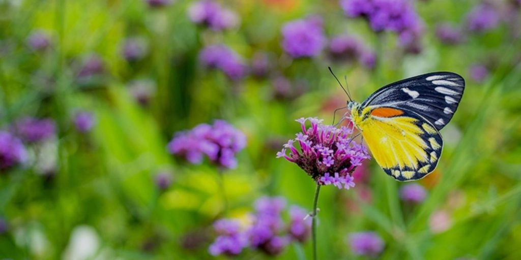 Butterfly and Pollinator Garden