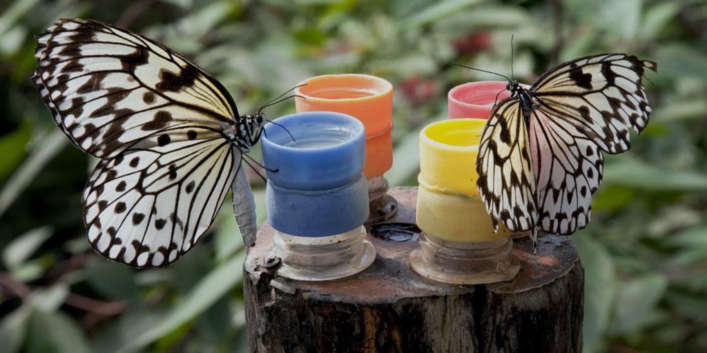 Butterfly Feeders and Decor