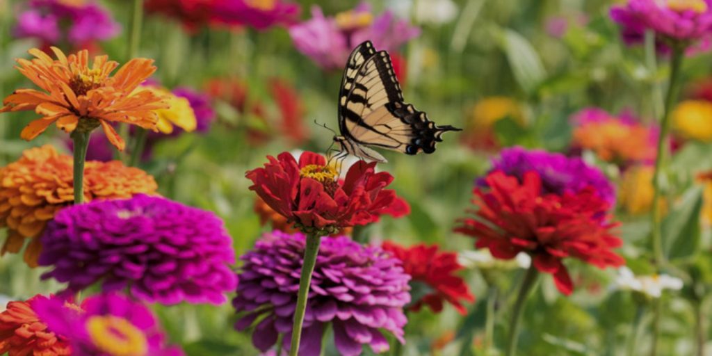 Colourful Nectar-Rich Flower Beds