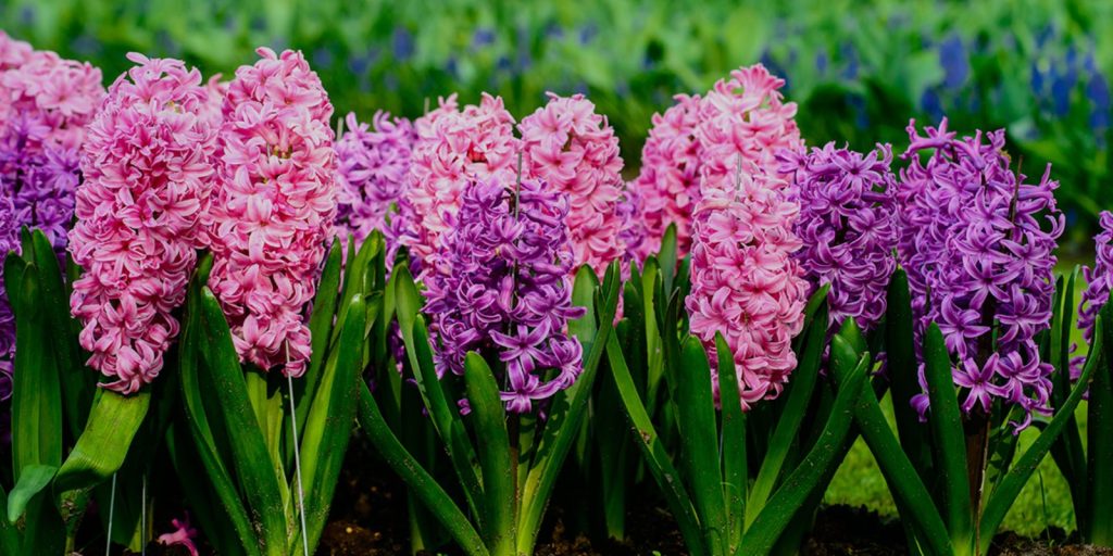 Fragrant Blooms