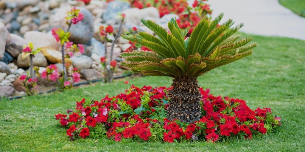 Majestic Palm Tree Landscaping