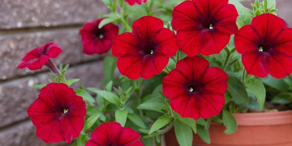 Petunias